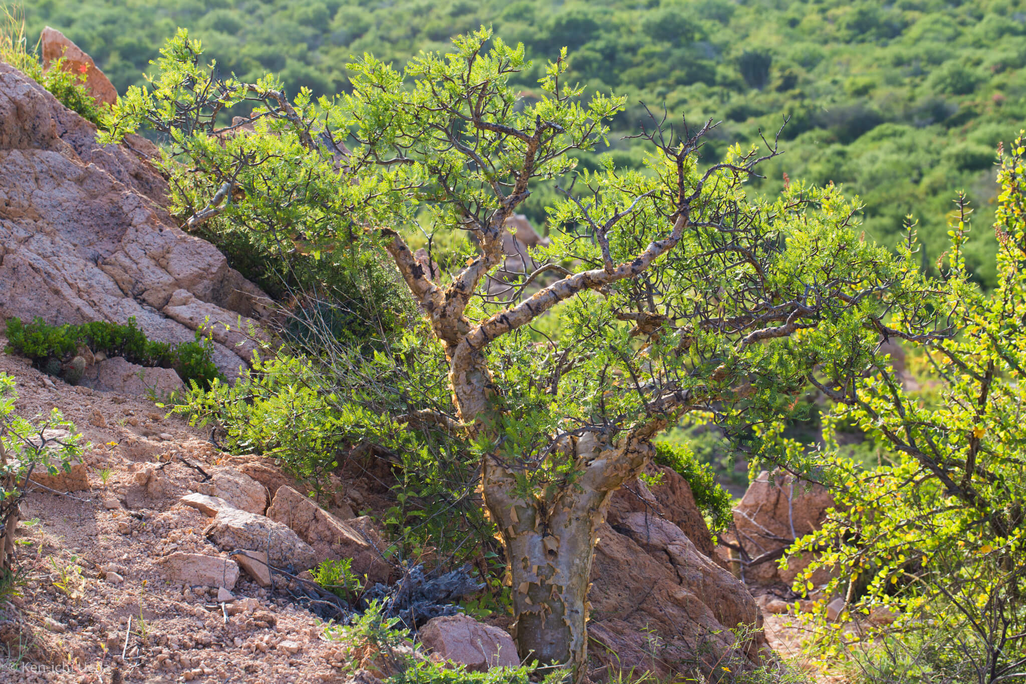 Bursera microphylla